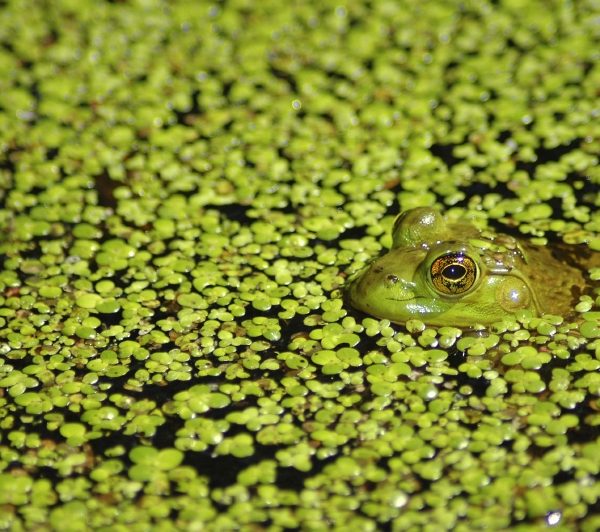 Frog peeking out from a pond